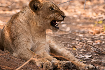 Young immature male lion cub expressing his displeasure with other older members of the pride. 