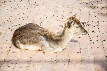Naklejka premium Fawn