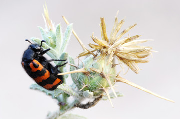 Closeup of the nature of Israel - Meloidae beetle