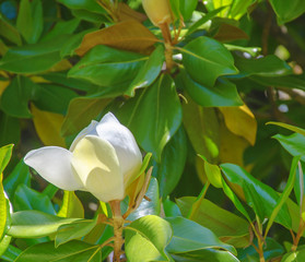magnolia
