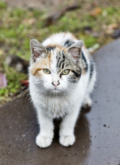 Homeless kitten on the street in Turkey in color