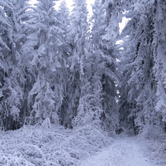 snow covered trees and road, winter landscape