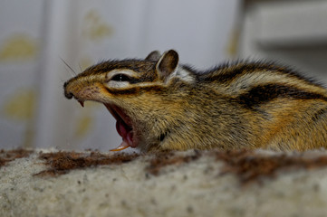 Streifen Hörnchen