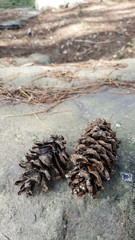 Pinecones on the ground Background