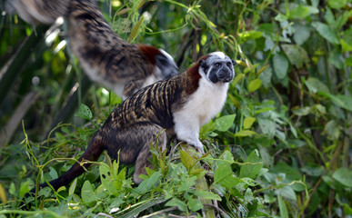 Geoffroy's Tamarin Posing/Wild Geoffroys Tamarin sitting in a jungle tree