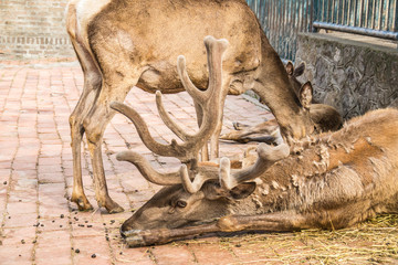 Naklejka premium Deer in zoo