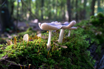 Mushrooms on a sun lit tree