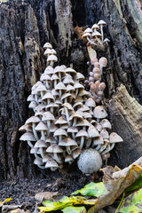 Mushroom colony