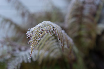 Fototapeta na wymiar First frost