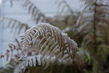Fern frozen during the night