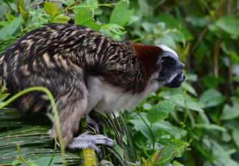 Geoffroy's Tamarin Side View/Tamarin crouched in a tree about to jump