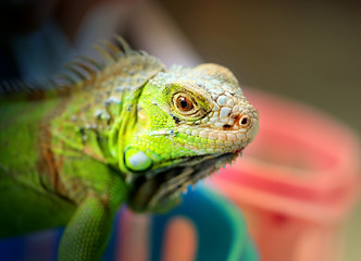 Photos bright green iguana
