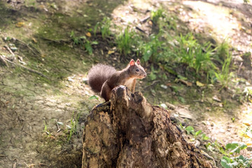 Small squirrel in forest