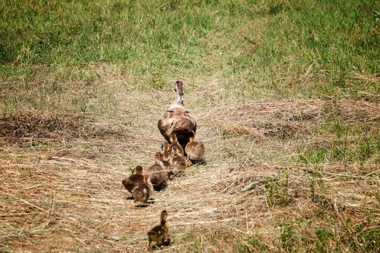 Ducks Walking On Grass