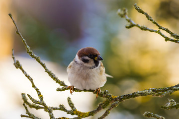 The branch sparrow.