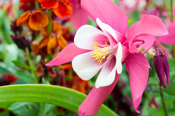 Frühlings-Schönheiten: Rosa Akeleien :)