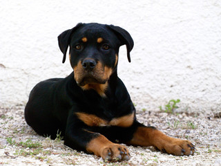 Rottweiler