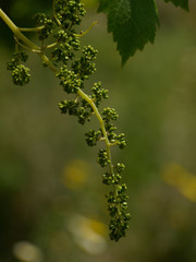grapes