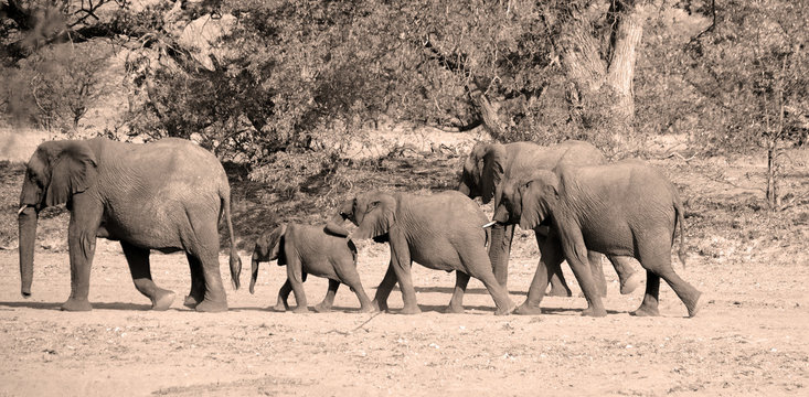 Desert elephants are not a distinct species of elephant but are African bush elephants (Loxodonta africana) that have made their homes in the Namib and Sahara deserts. 