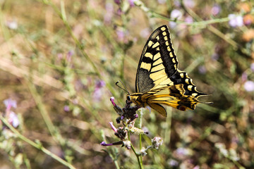 Obraz premium Kalabrien - Schmetterling in Civita