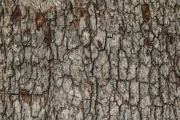 Tree bark