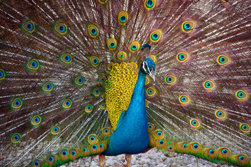 Obraz premium The peafowl include two Asiatic bird species the blue or Indian peafowl originally of India and Sri Lanka and the green peafowl of Myanmar, Indochina and Java and one African species the Congo peafowl