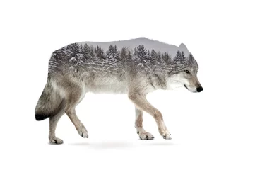 Papier Peint photo autocollant Loup loup double exposition