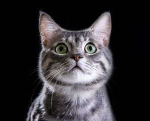 Portrait of cute funny cat on color background