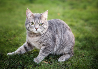Owner playing with cute cat sitting on green grass outdoors