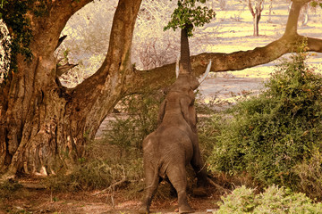 African elephant bull stretching desperately to reach some green sustenance during the severe...