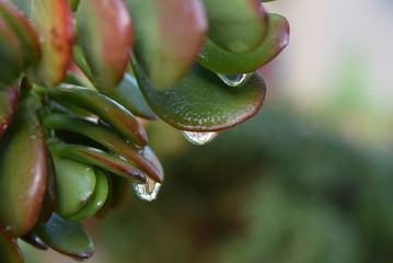 Succulent After the Rain