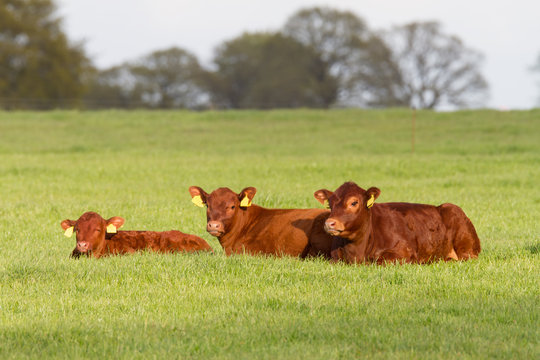 Drei liegende junge Rinder