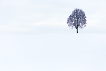Einsamer Baum in verschneiter Landschaft
