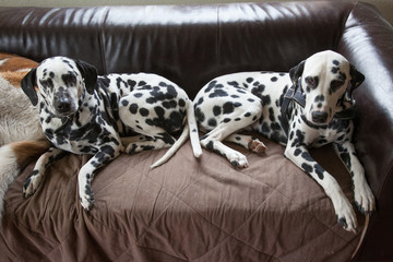 Zwei Dalmatiner auf dem Sofa