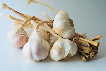 Garlic