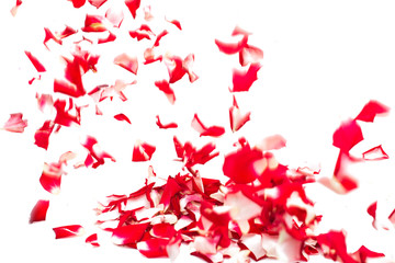 Fototapeta na wymiar rose petals