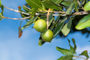 Macadamia nuts on the evergreen tree - expensive fat nuts