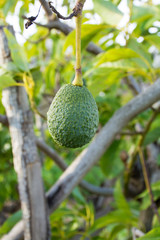 Green ripe avocado on the tree, avocado plantation