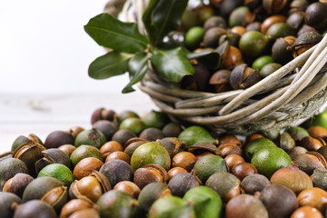 Macadamia nuts with shell - tasty expensive fat nuts