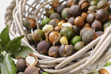 Macadamia nuts with shell - tasty expensive fat nuts