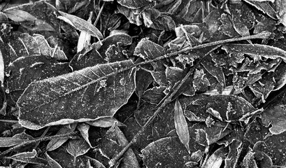 Frost Blatt