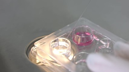Macro shot of embryology egg preparation, working with biological material - eggs and media in 4 well dish with thin pipette, cell engineering microbiology experiment.