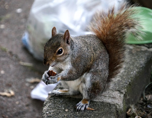 Squirrel eating a nut
