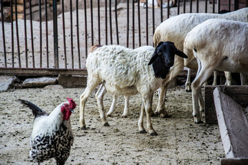 Naklejka premium Blackhead Persian - sheep