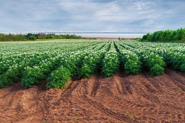 Fototapeta na wymiar Rows of flowering potato plants in a Prince Edward Island potato field with the Confederation Bridge in the distant background.
