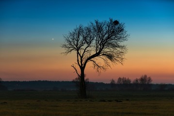 Fototapeta na wymiar Venus and tree.