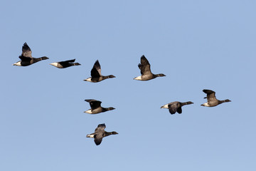 Brent goose, Branta bernicla