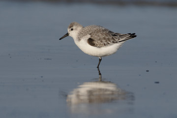 Sanderling, Calidris alba