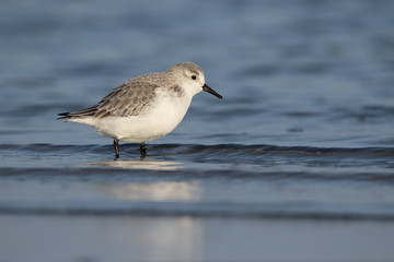 Sanderling, Calidris alba