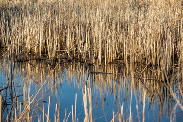 Lake reflection of dry plants
